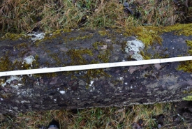 Baum 1: Länge ca. 180 cm, D: ca. 35cm bei L:90cm
