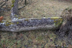 Baum 1: Länge ca. 180 cm, D: ca. 35cm bei L:90cm