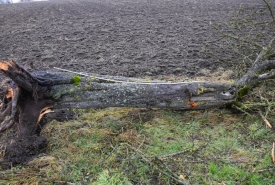Baum 4: Länge ca. 180 cm, D: ca. 40cm bei L:90cm