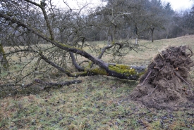 Baum 2: Länge ca. 180 cm, D: ca. 45cm bei L:90cm