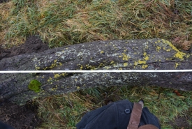 Baum 4: Länge ca. 180 cm, D: ca. 40cm bei L:90cm