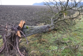 Baum 4: Länge ca. 180 cm, D: ca. 40cm bei L:90cm