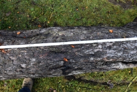 Baum 6: Länge ca. 200 cm, D: ca. 35-40cm bei L:90cm