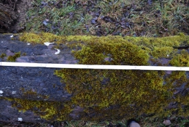 Baum 2: Länge ca. 180 cm, D: ca. 45cm bei L:90cm