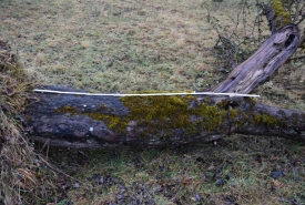 Baum 2: Länge ca. 180 cm, D: ca. 45cm bei L:90cm