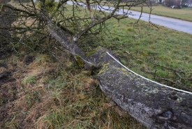Baum 4: Länge ca. 180 cm, D: ca. 40cm bei L:90cm