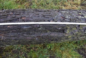 Baum 3: Länge ca. 200 cm, D: ca. 45cm bei L:100cm