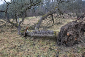 Baum 1: Länge ca. 180 cm, D: ca. 35cm bei L:90cm