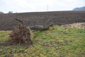 Baum 3: Länge ca. 200 cm, D: ca. 45cm bei L:100cm
