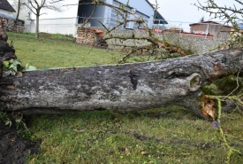 Baum 6: Länge ca. 200 cm, D: ca. 35-40cm bei L:90cm