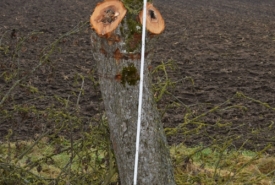 Baum 5: Länge ca. 180 cm, D: ca. 35cm bei L:90cm