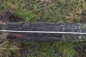 Baum 3: Länge ca. 200 cm, D: ca. 45cm bei L:100cm