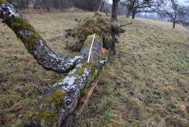 Baum 1: Länge ca. 180 cm, D: ca. 35cm bei L:90cm