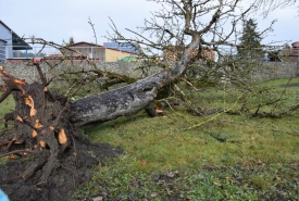 Baum 6: Länge ca. 200 cm, D: ca. 35-40cm bei L:90cm