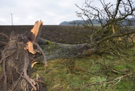 Baum 4: Länge ca. 180 cm, D: ca. 40cm bei L:90cm