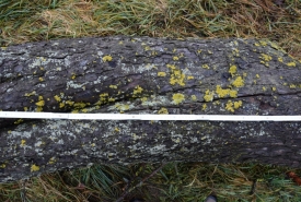 Baum 4: Länge ca. 180 cm, D: ca. 40cm bei L:90cm